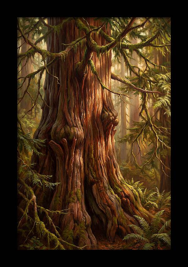 Majestic Redwood Tree
