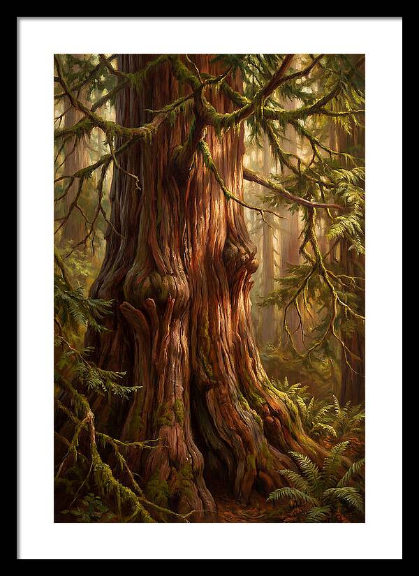Majestic Redwood Tree