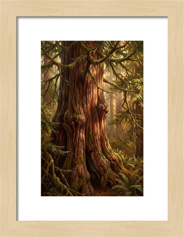 Majestic Redwood Tree