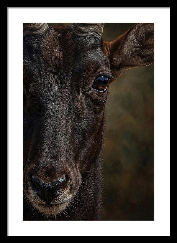 Majestic Sable Antelope Closeup