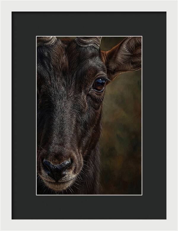 Majestic Sable Antelope Closeup