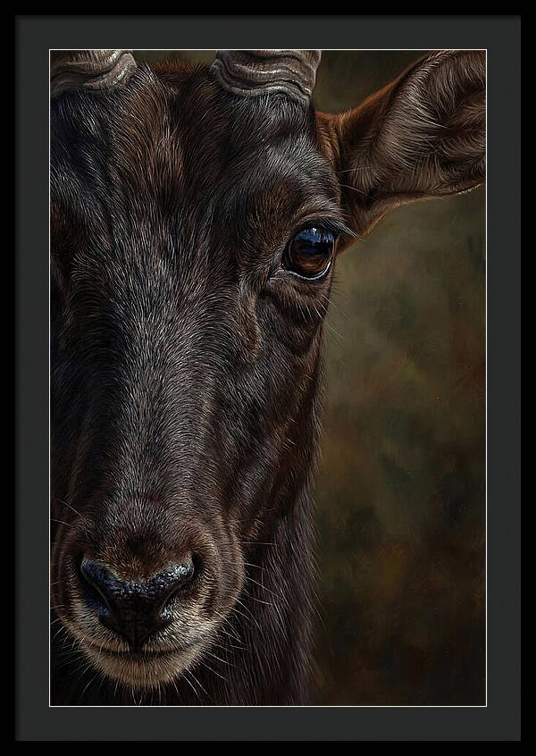 Majestic Sable Antelope Closeup