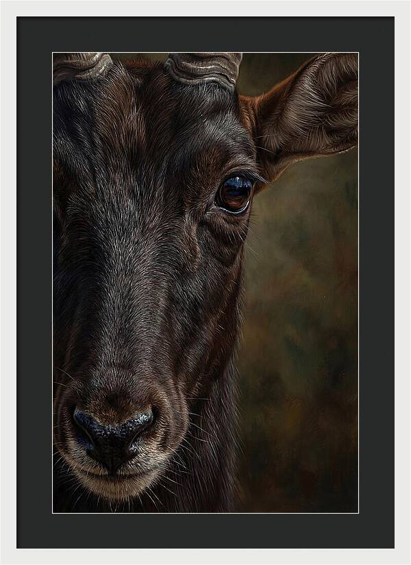 Majestic Sable Antelope Closeup
