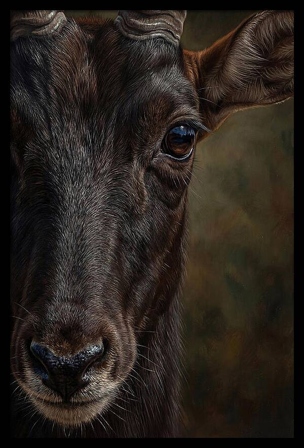 Majestic Sable Antelope Closeup