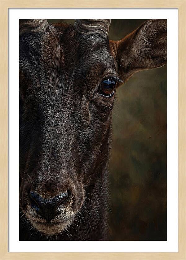 Majestic Sable Antelope Closeup