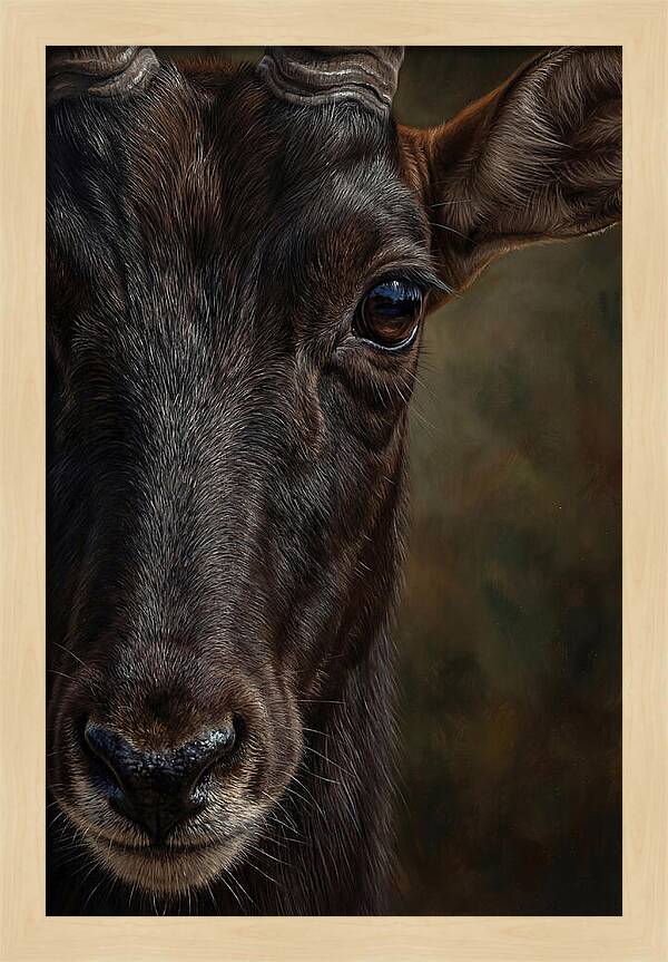 Majestic Sable Antelope Closeup