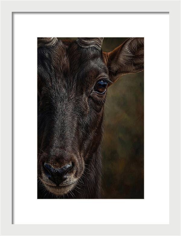 Majestic Sable Antelope Closeup