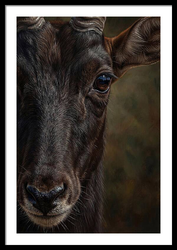 Majestic Sable Antelope Closeup