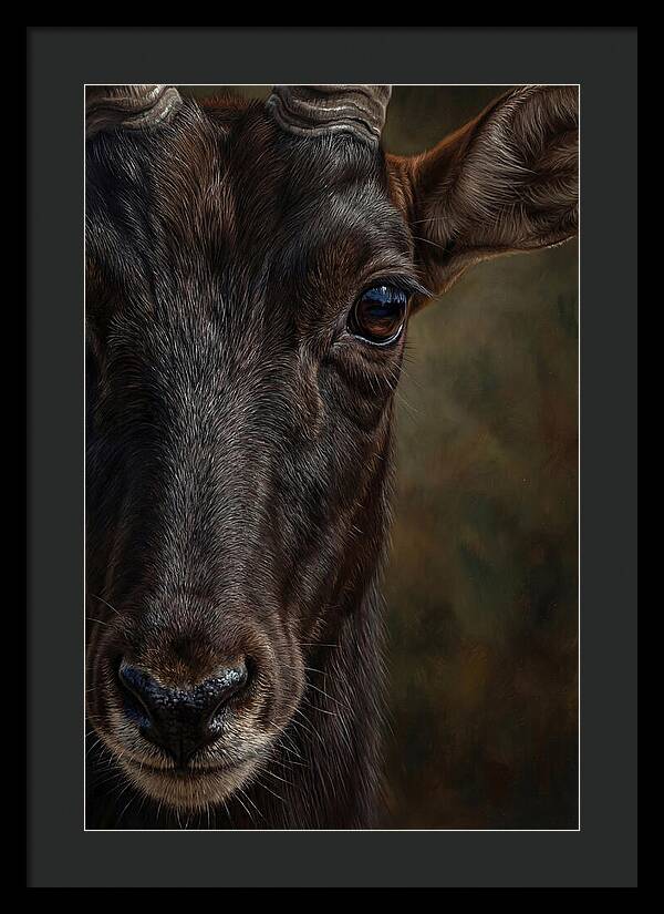 Majestic Sable Antelope Closeup