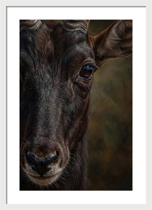 Majestic Sable Antelope Closeup