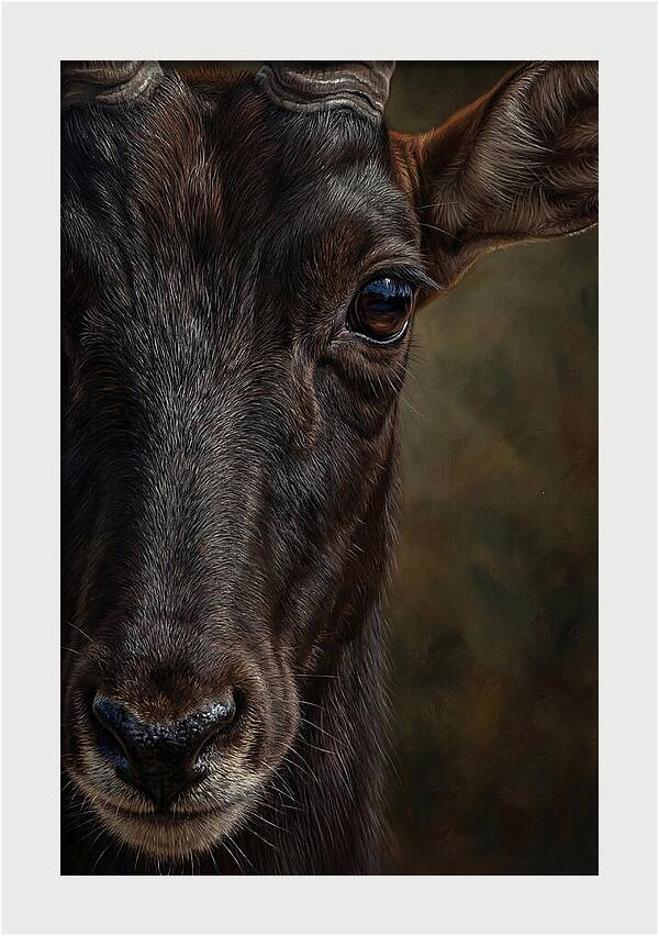 Majestic Sable Antelope Closeup