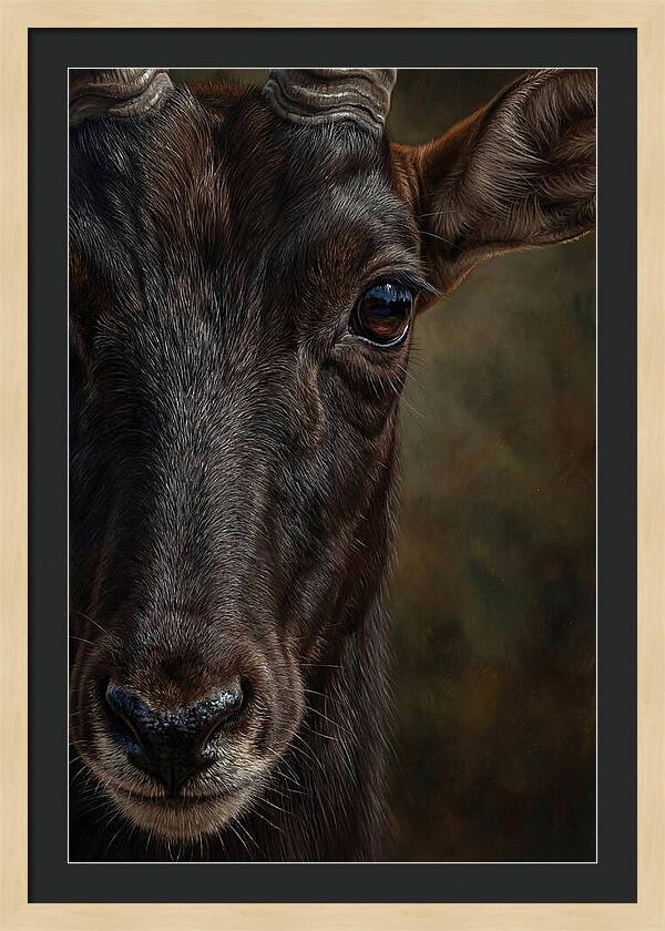 Majestic Sable Antelope Closeup