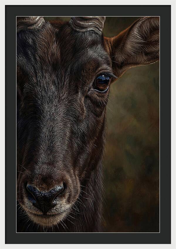 Majestic Sable Antelope Closeup