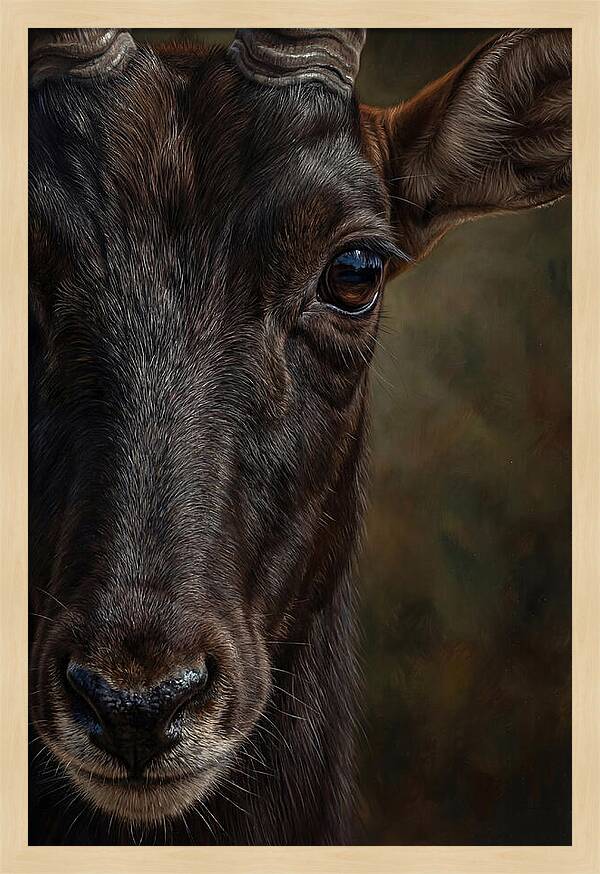 Majestic Sable Antelope Closeup