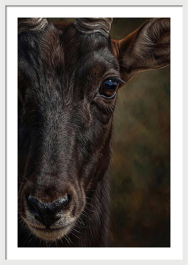 Majestic Sable Antelope Closeup