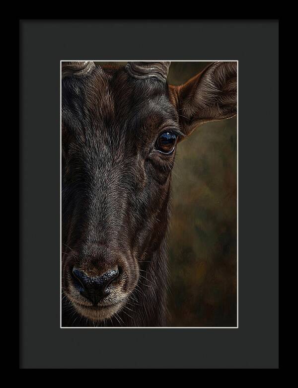 Majestic Sable Antelope Closeup