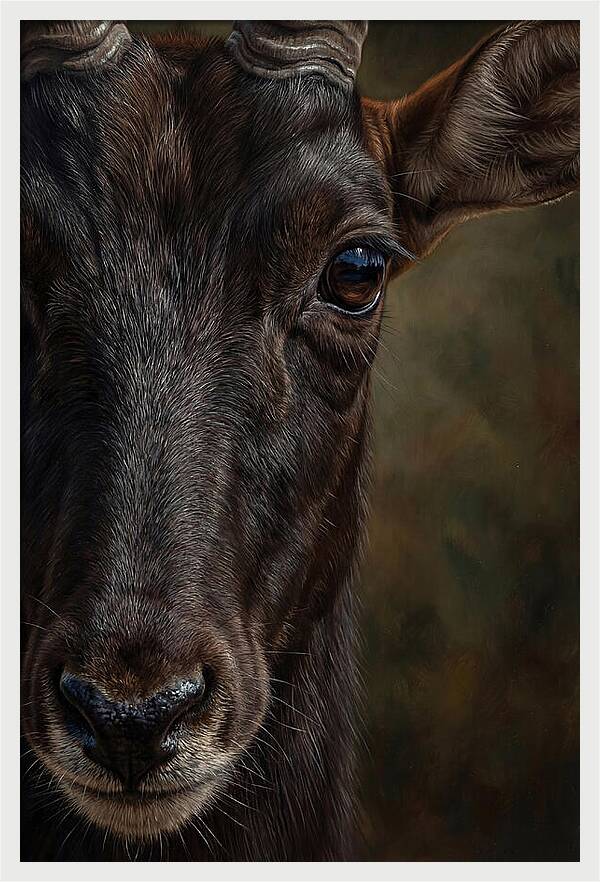 Majestic Sable Antelope Closeup