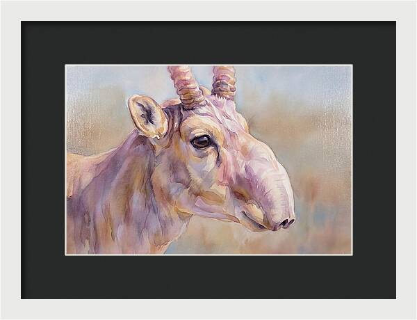 Majestic Saiga Antelope Closeup