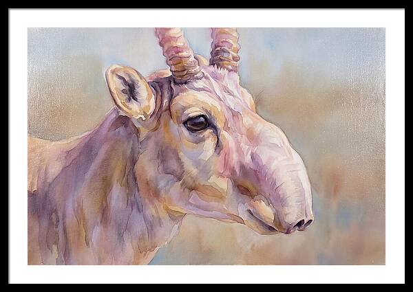 Majestic Saiga Antelope Closeup