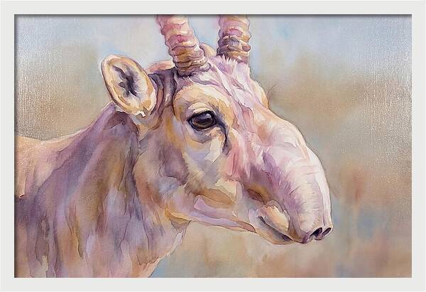 Majestic Saiga Antelope Closeup