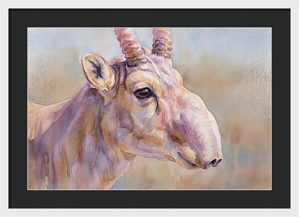 Majestic Saiga Antelope Closeup