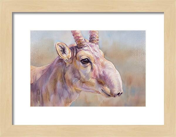 Majestic Saiga Antelope Closeup