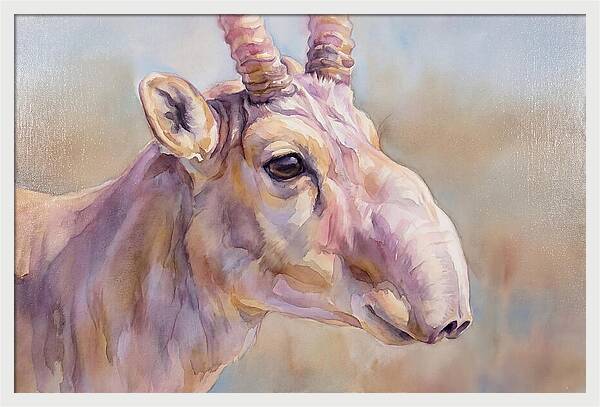 Majestic Saiga Antelope Closeup