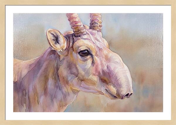 Majestic Saiga Antelope Closeup