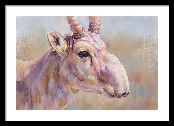 Majestic Saiga Antelope Closeup