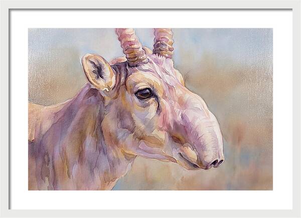Majestic Saiga Antelope Closeup