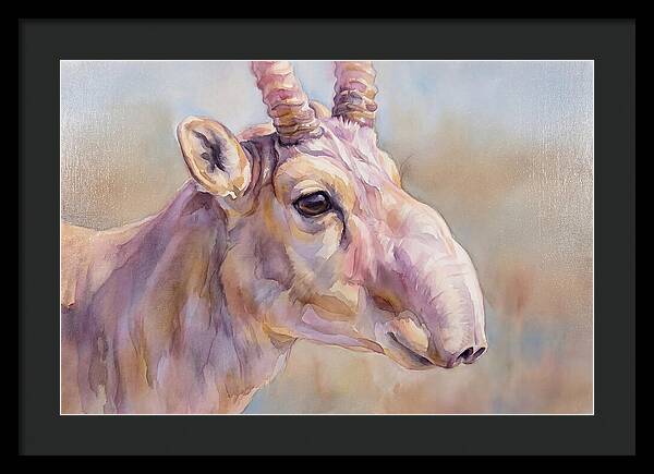 Majestic Saiga Antelope Closeup