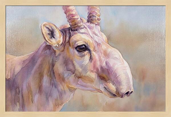 Majestic Saiga Antelope Closeup