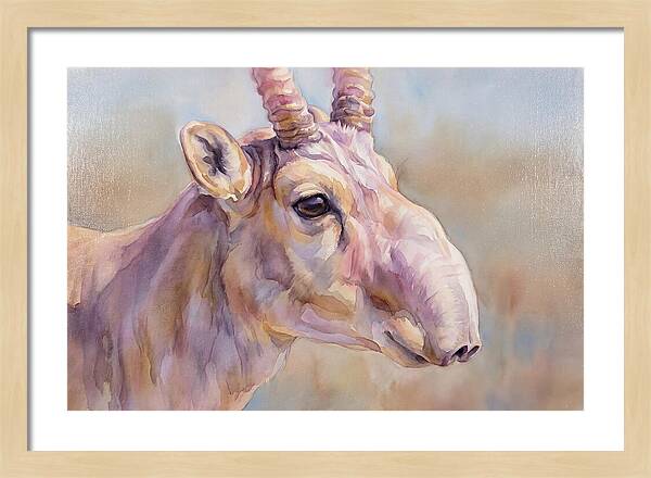 Majestic Saiga Antelope Closeup