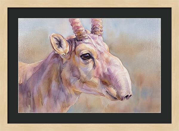 Majestic Saiga Antelope Closeup