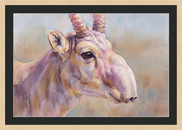 Majestic Saiga Antelope Closeup