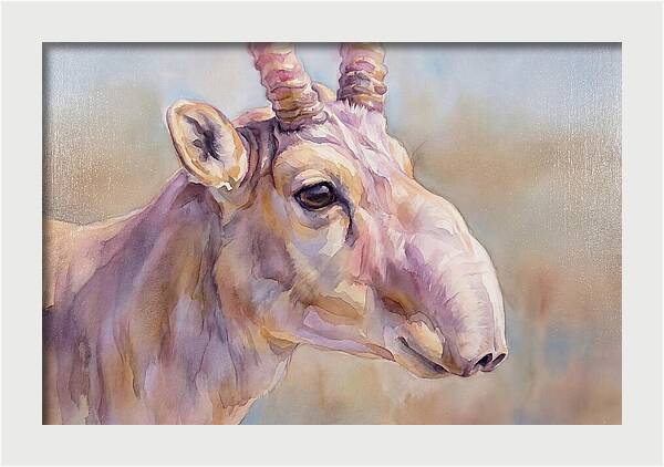 Majestic Saiga Antelope Closeup