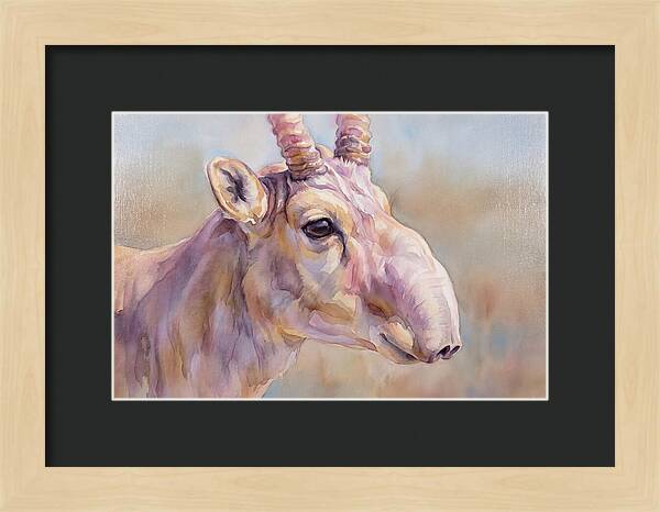 Majestic Saiga Antelope Closeup