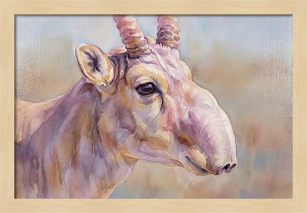 Majestic Saiga Antelope Closeup