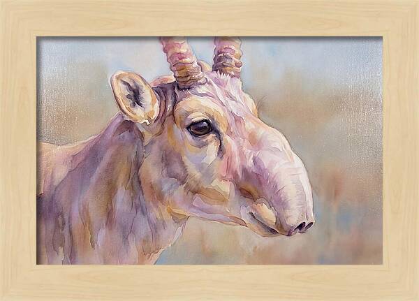 Majestic Saiga Antelope Closeup