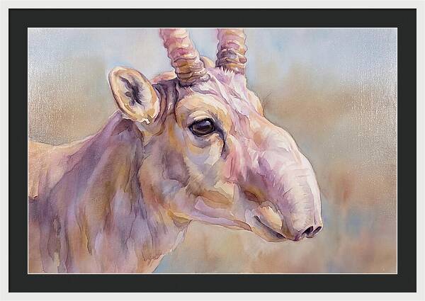 Majestic Saiga Antelope Closeup