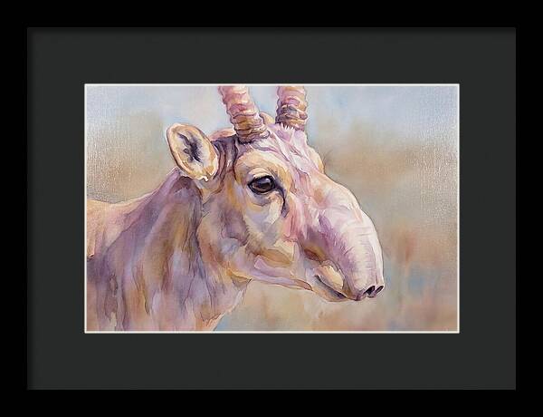 Majestic Saiga Antelope Closeup