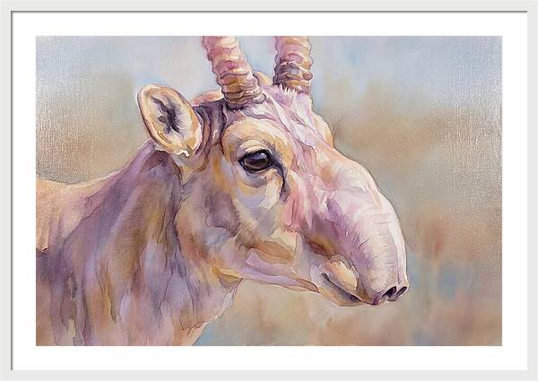 Majestic Saiga Antelope Closeup