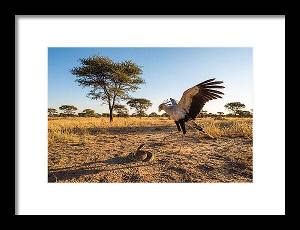 Majestic Secretary Bird Display