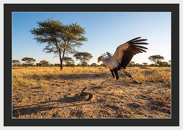 Majestic Secretary Bird Display
