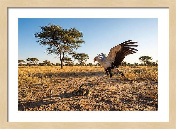 Majestic Secretary Bird Display
