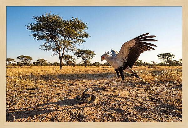 Majestic Secretary Bird Display