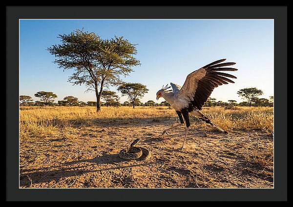 Majestic Secretary Bird Display