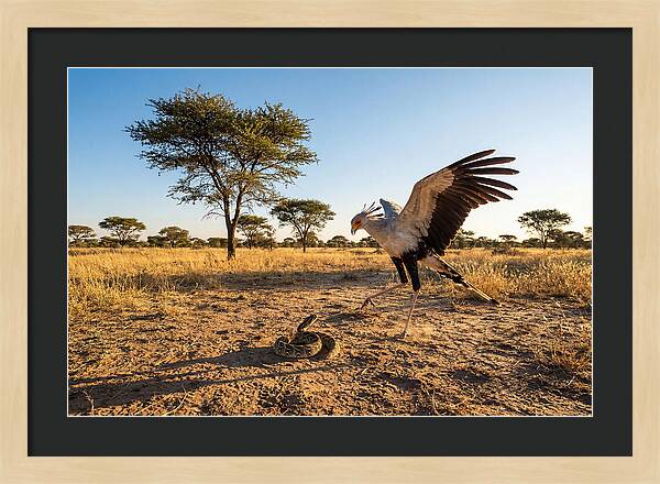 Majestic Secretary Bird Display