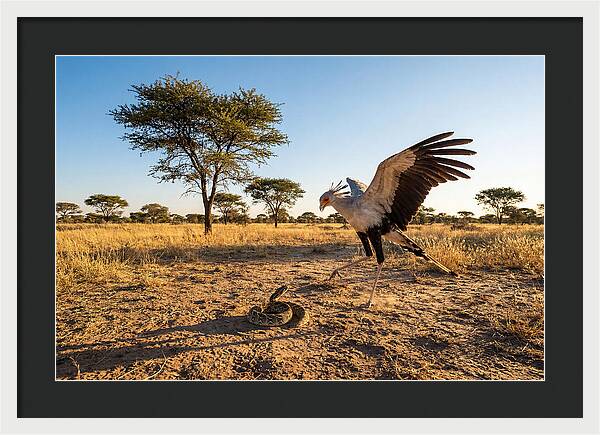 Majestic Secretary Bird Display