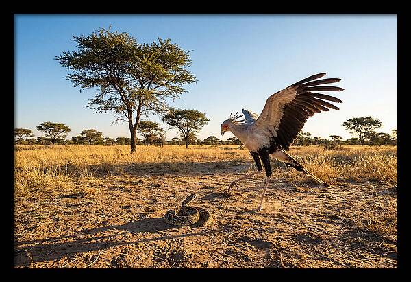 Majestic Secretary Bird Display